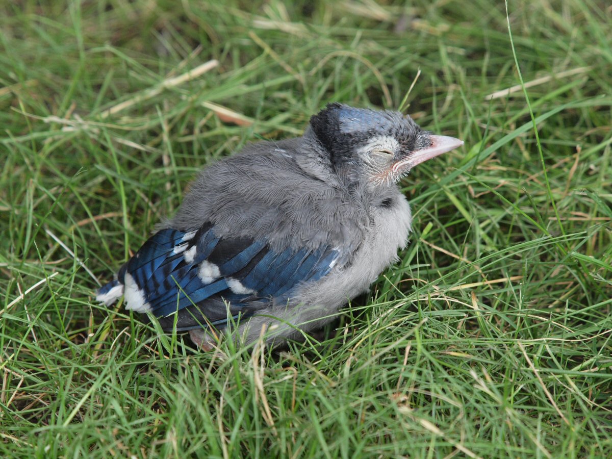 Birds (and Animals) around Carnegie Mellon : 2011 Blue Jay special -  YSFLIGHT.COM